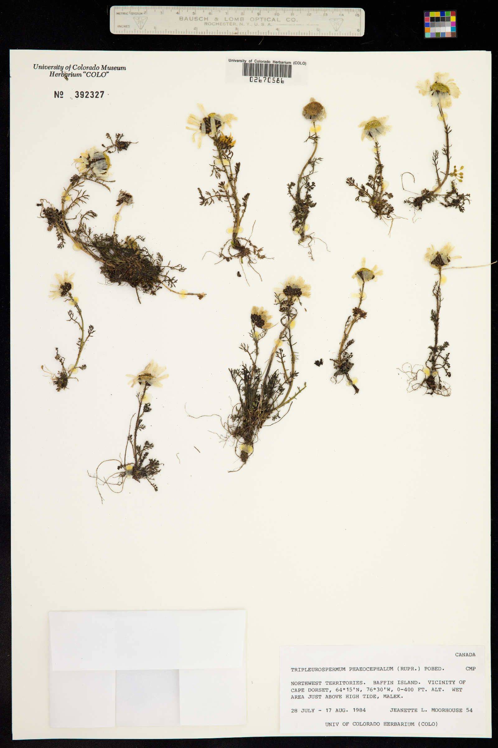 Tripleurospermum phaeocephalum image