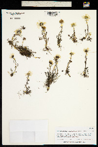 Tripleurospermum phaeocephalum image