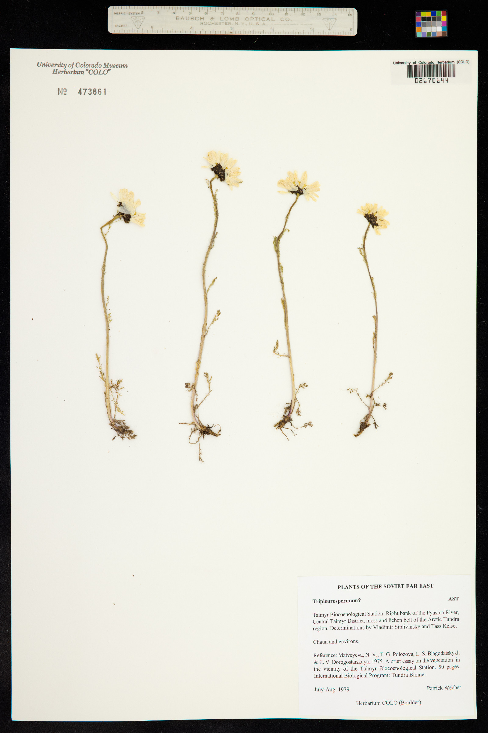 Tripleurospermum image