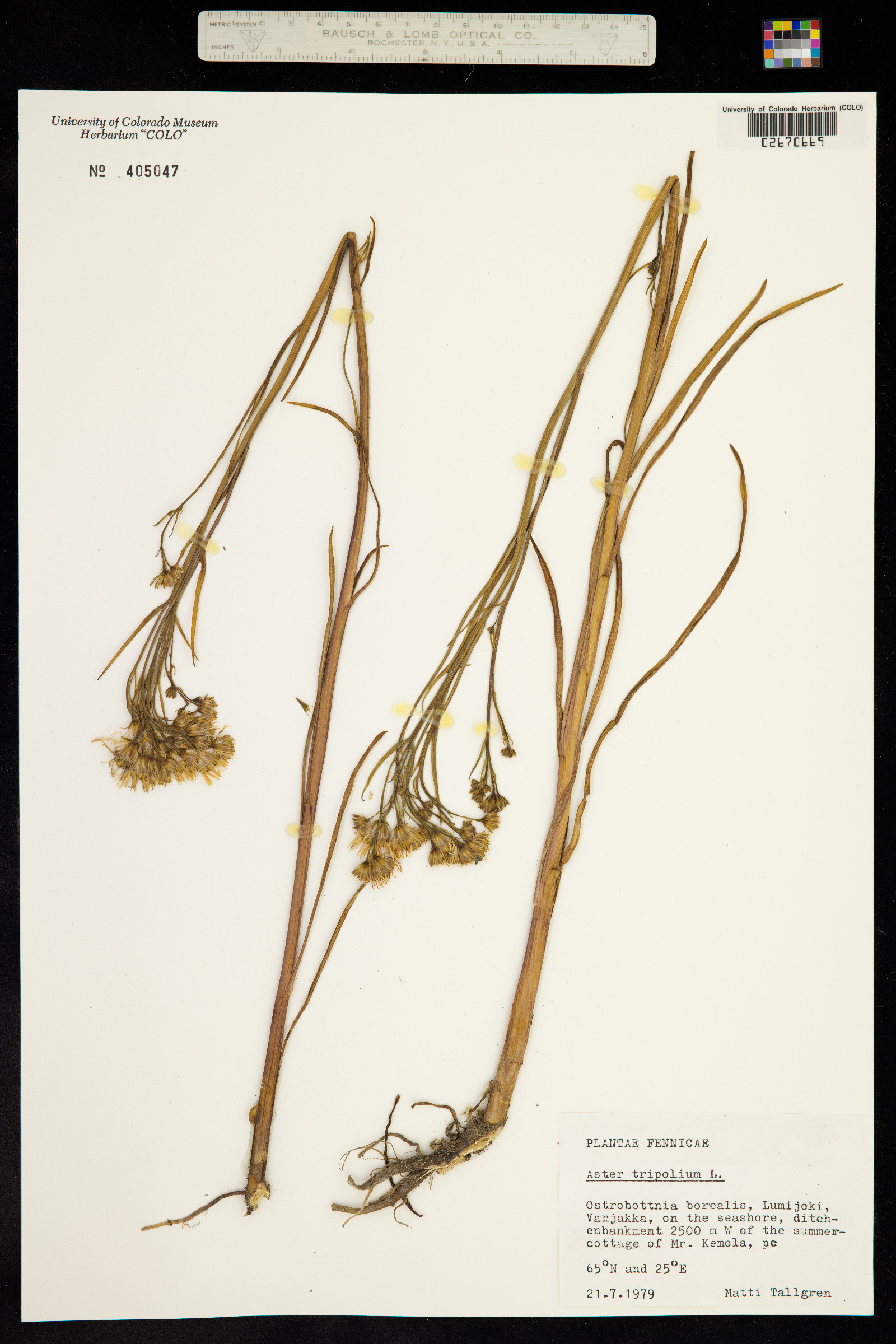 Tripolium pannonicum image