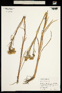 Tripolium pannonicum image
