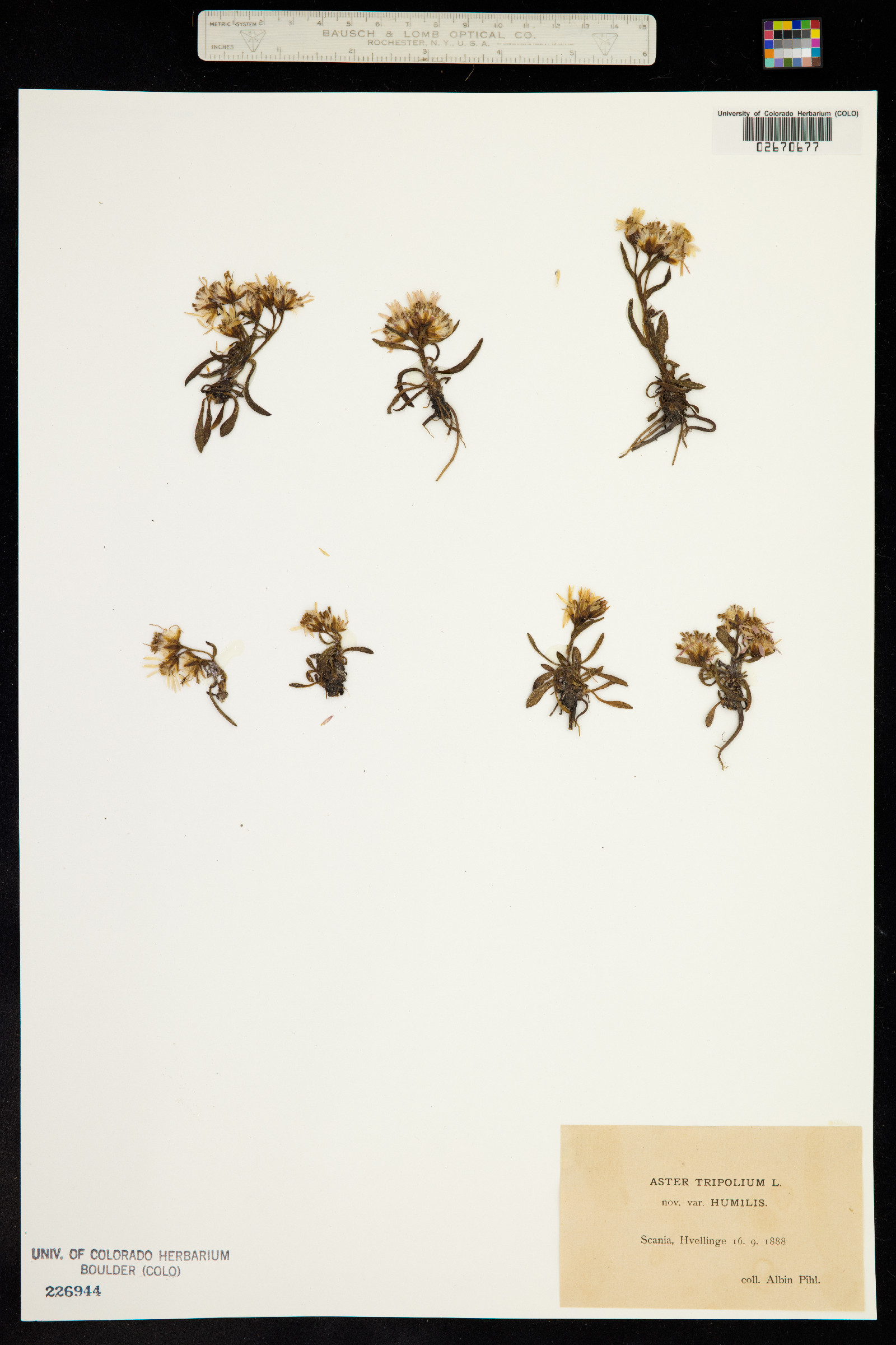 Tripolium pannonicum image