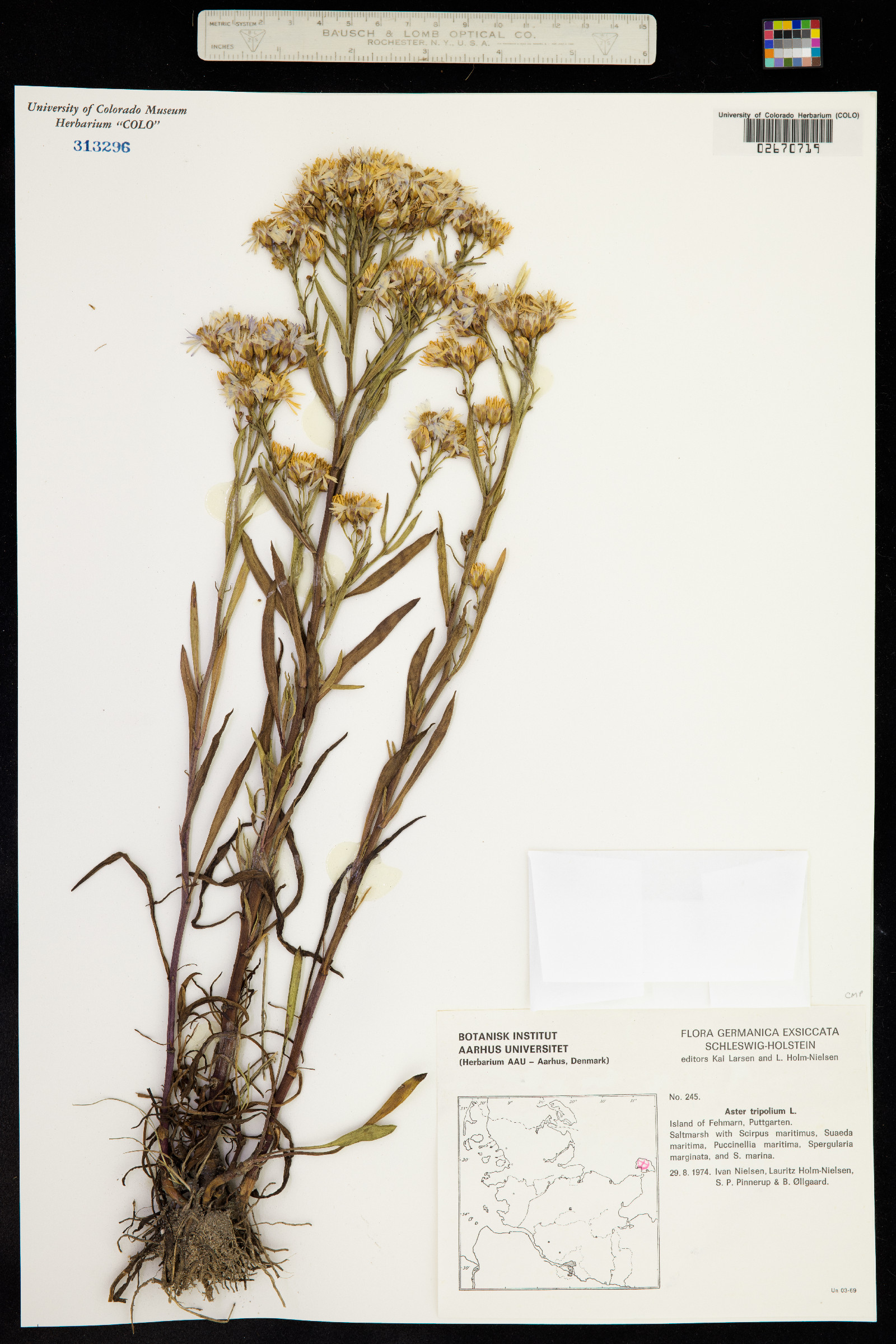 Tripolium pannonicum image