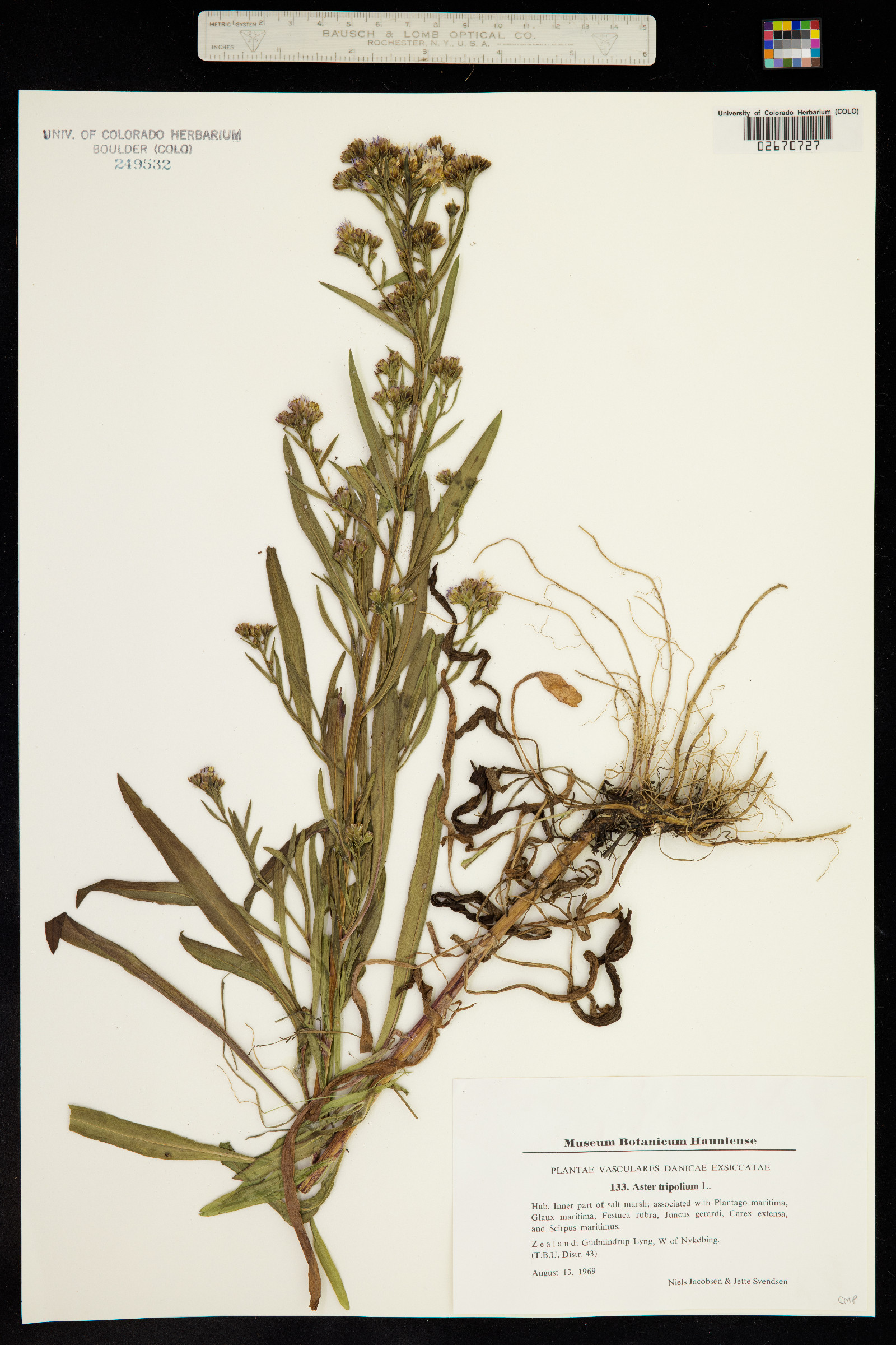 Tripolium pannonicum image