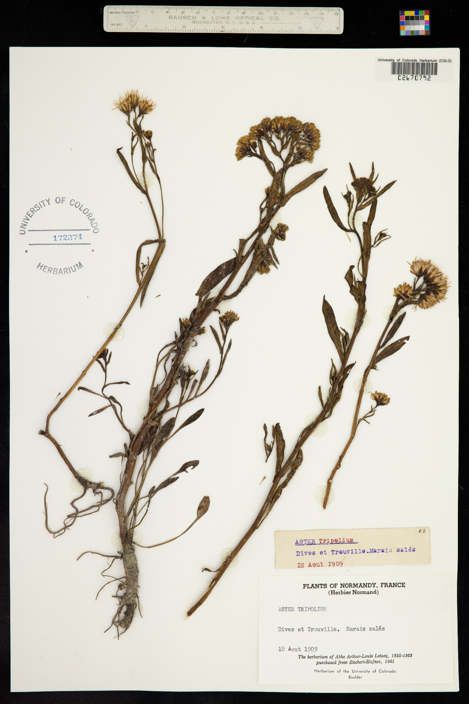 Tripolium pannonicum image
