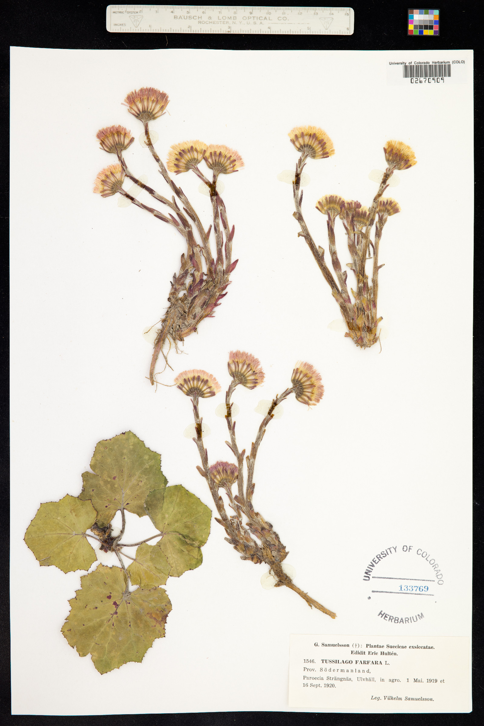 Tussilago farfara image