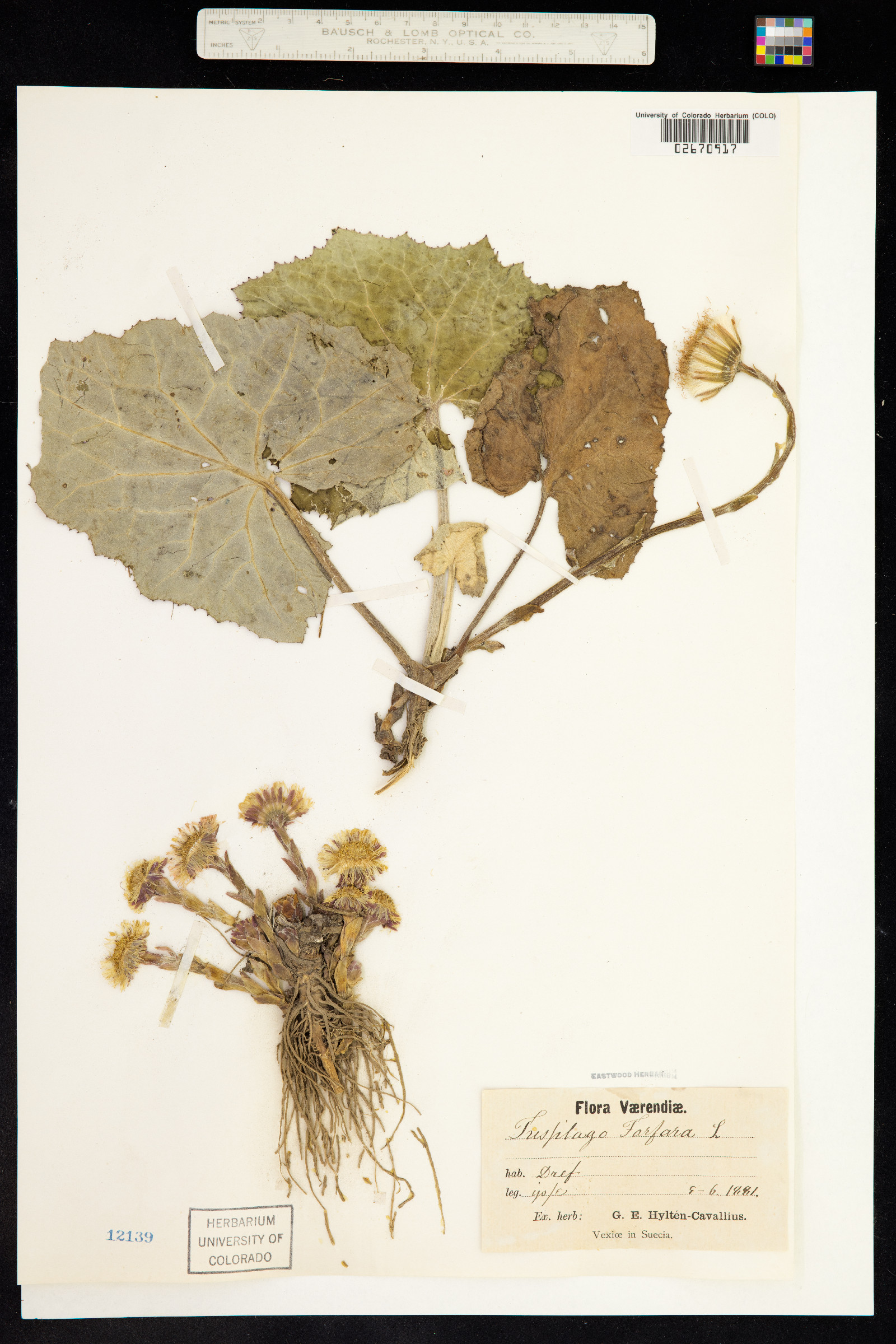 Tussilago image