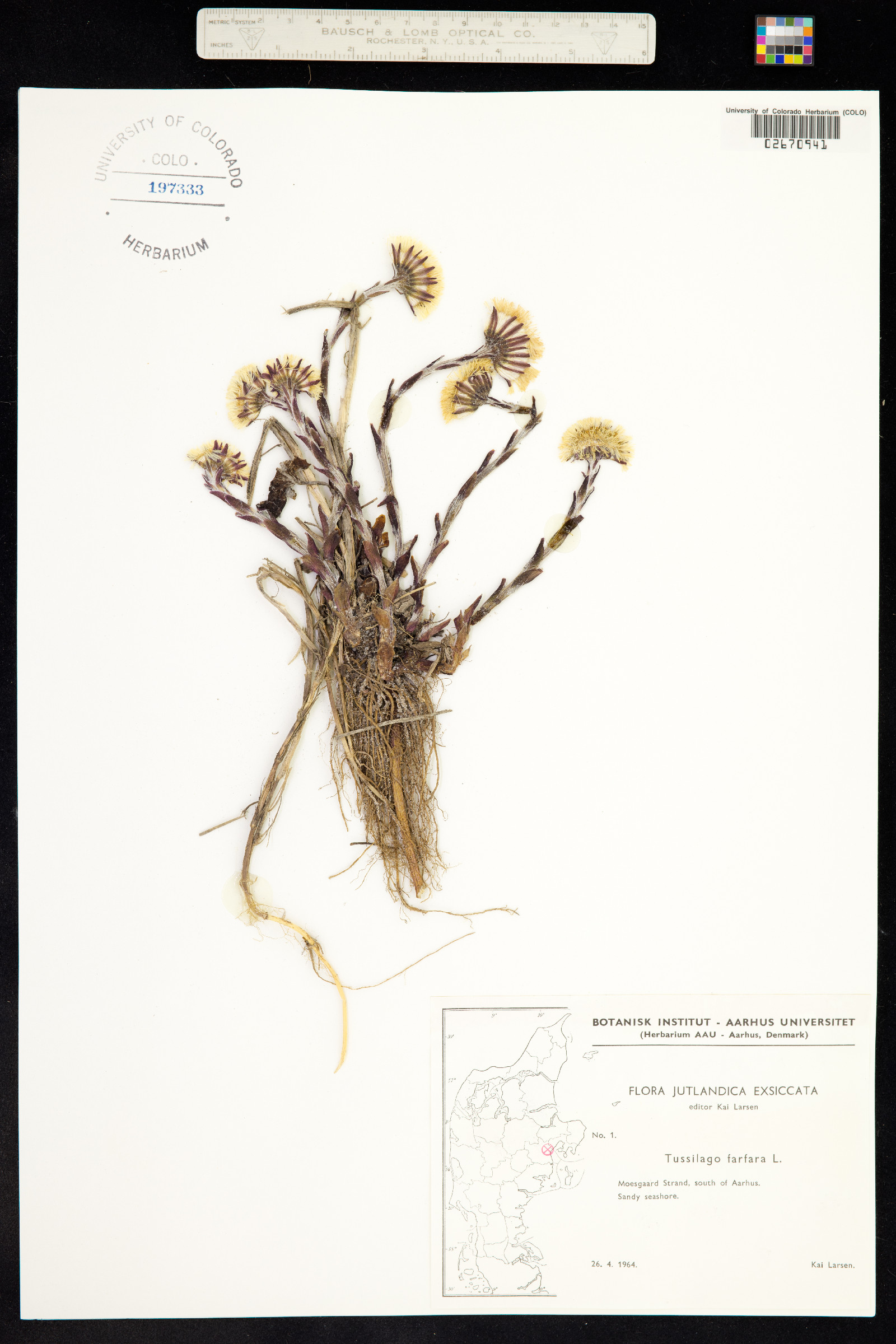 Tussilago farfara image