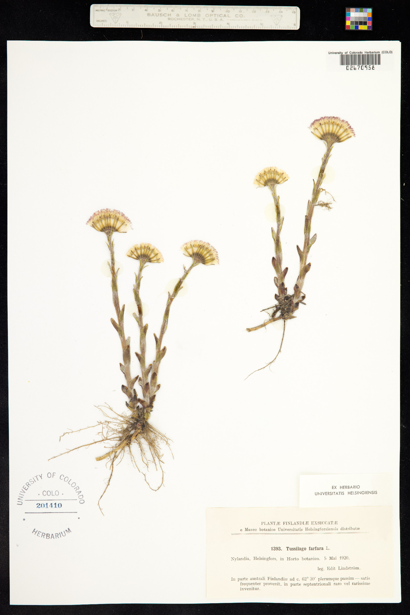 Tussilago farfara image