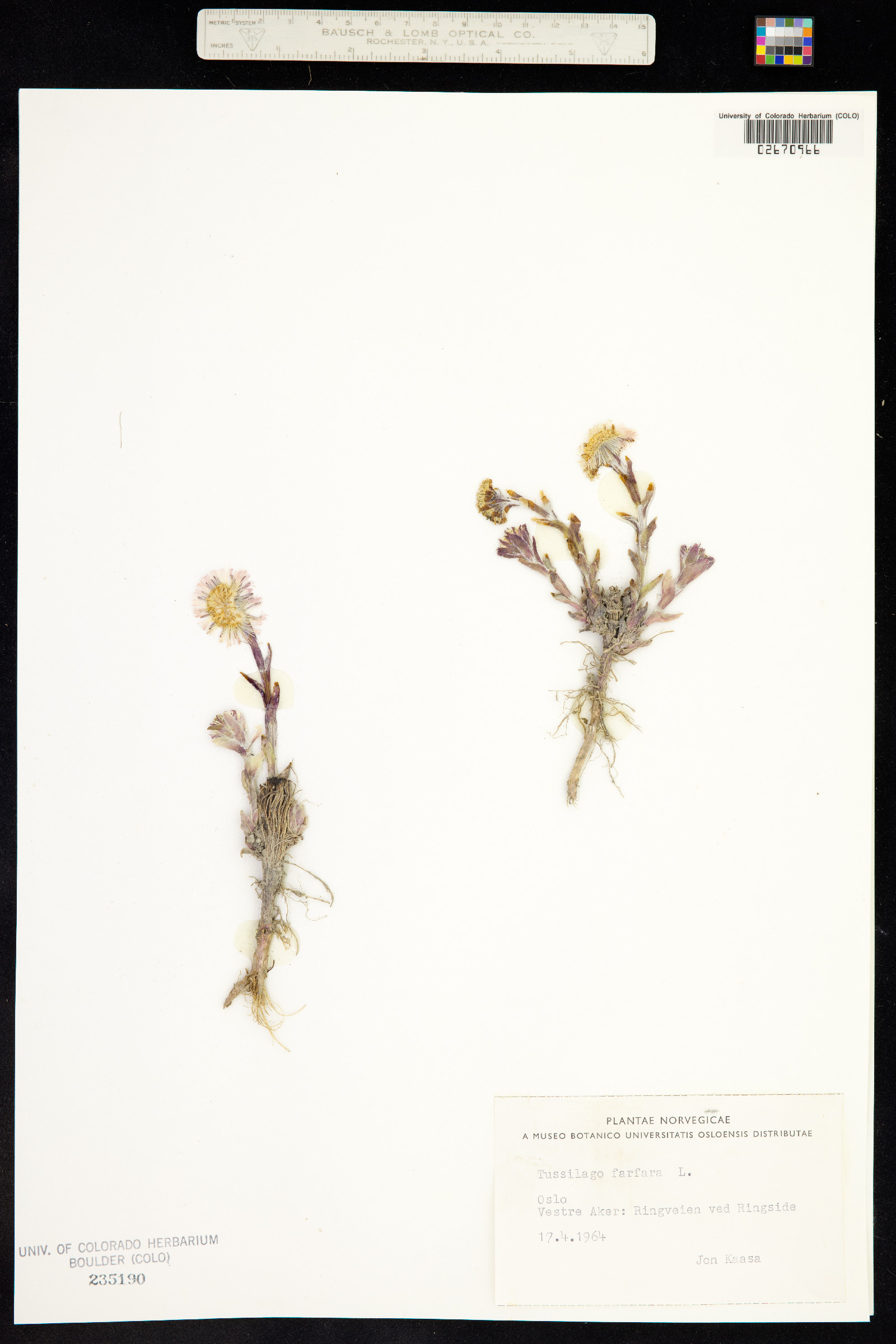 Tussilago image