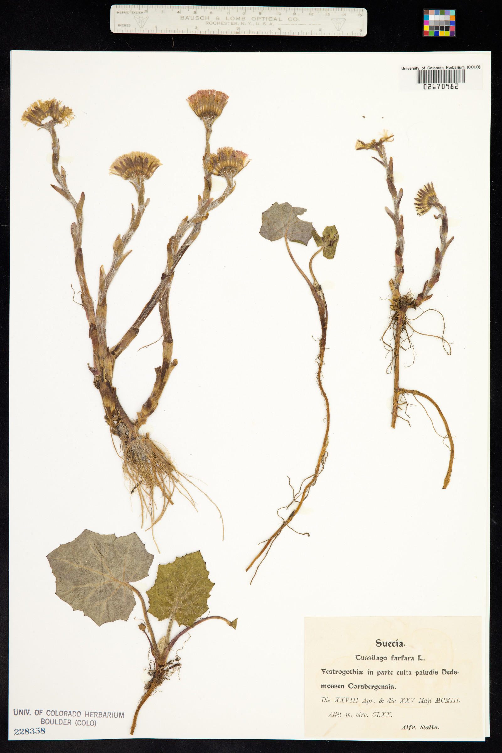 Tussilago farfara image