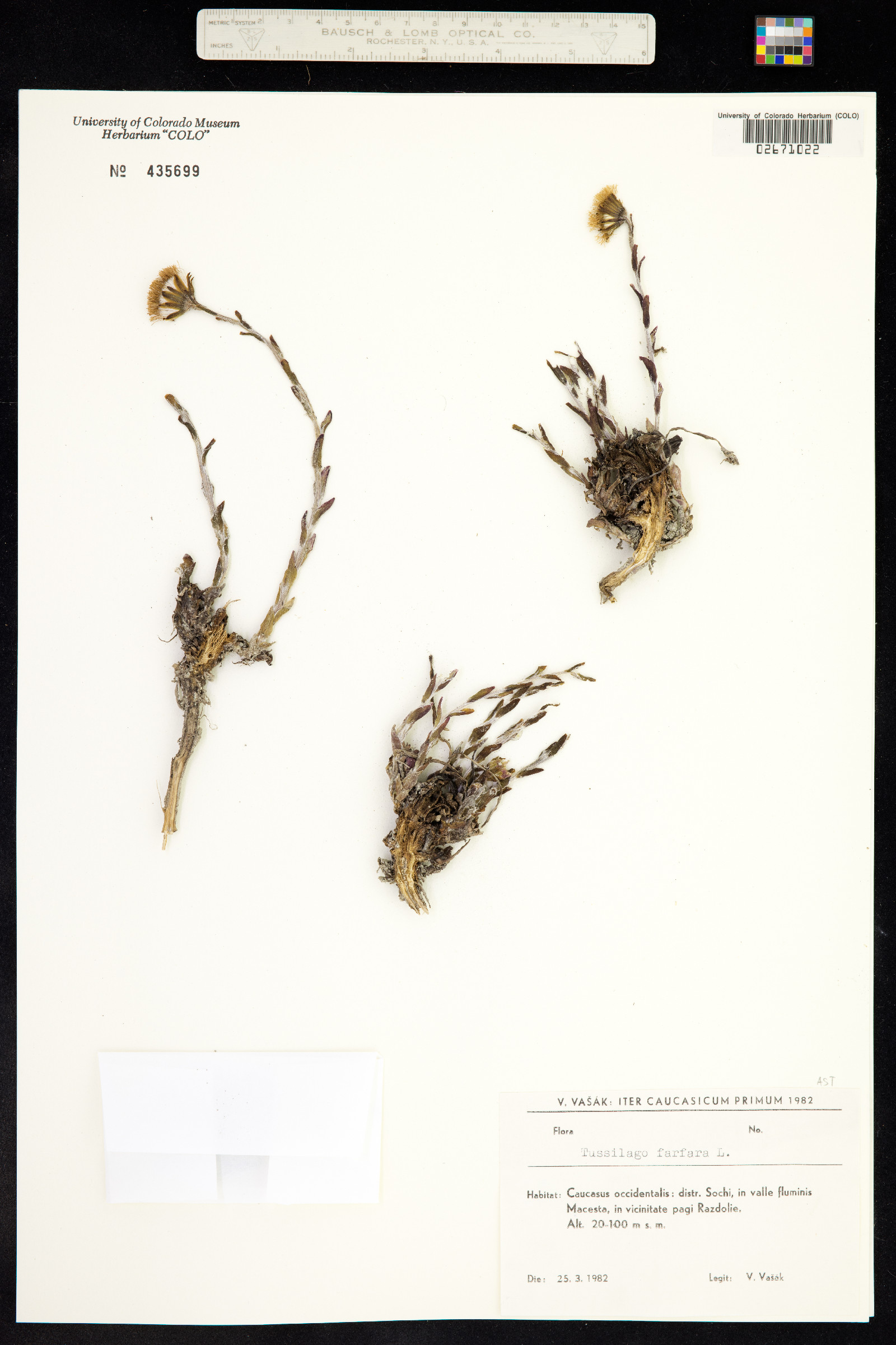 Tussilago farfara image