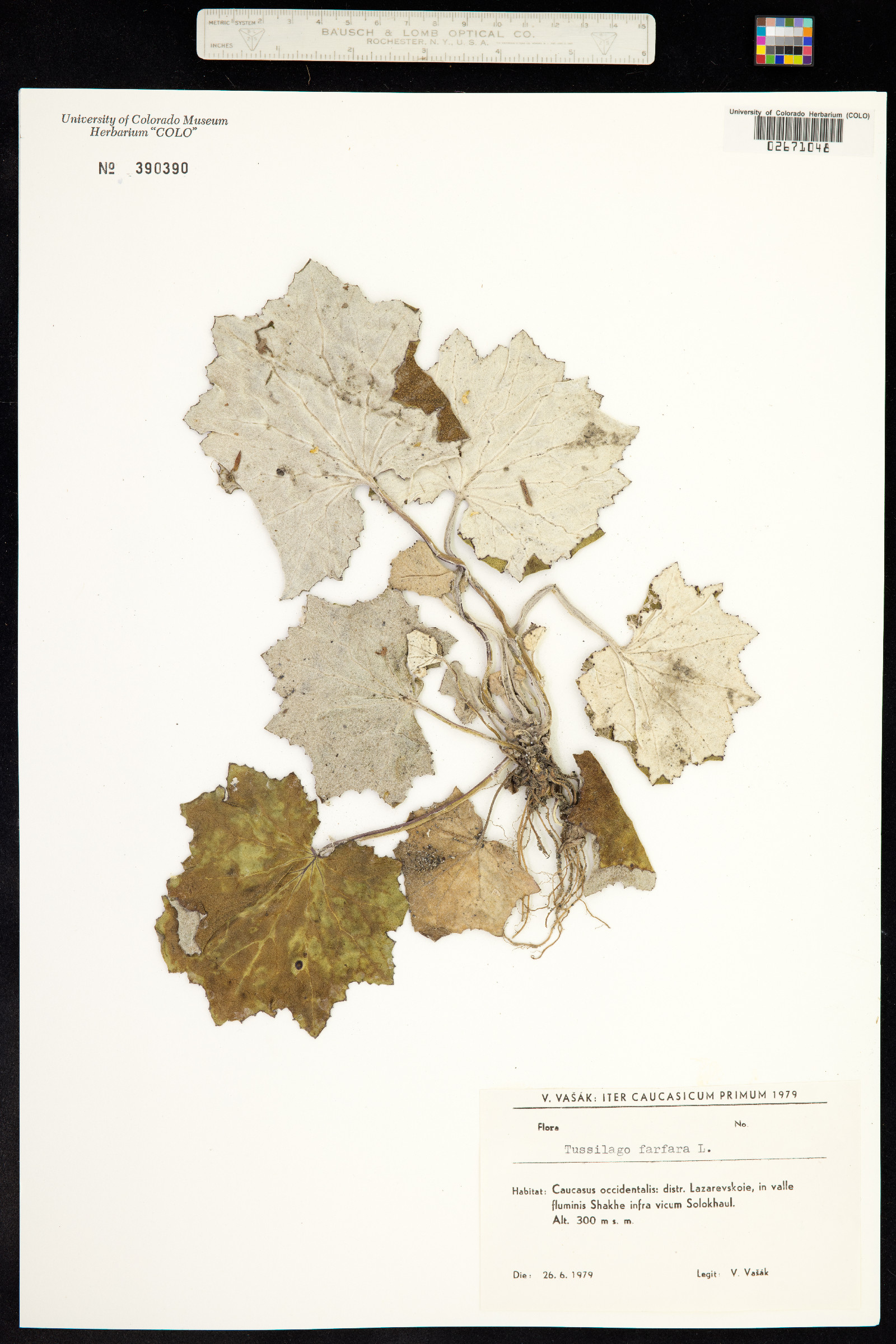 Tussilago farfara image