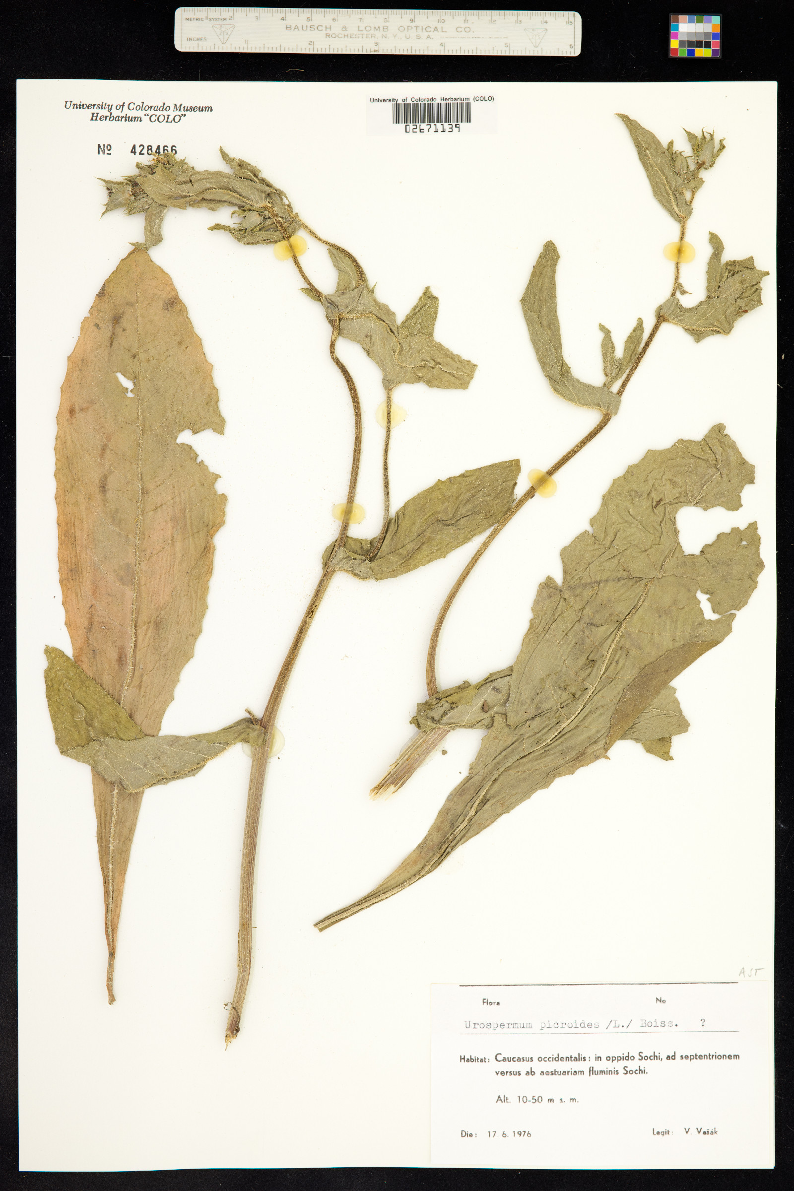 Urospermum picroides image