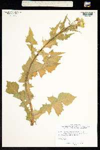 Urospermum picroides image