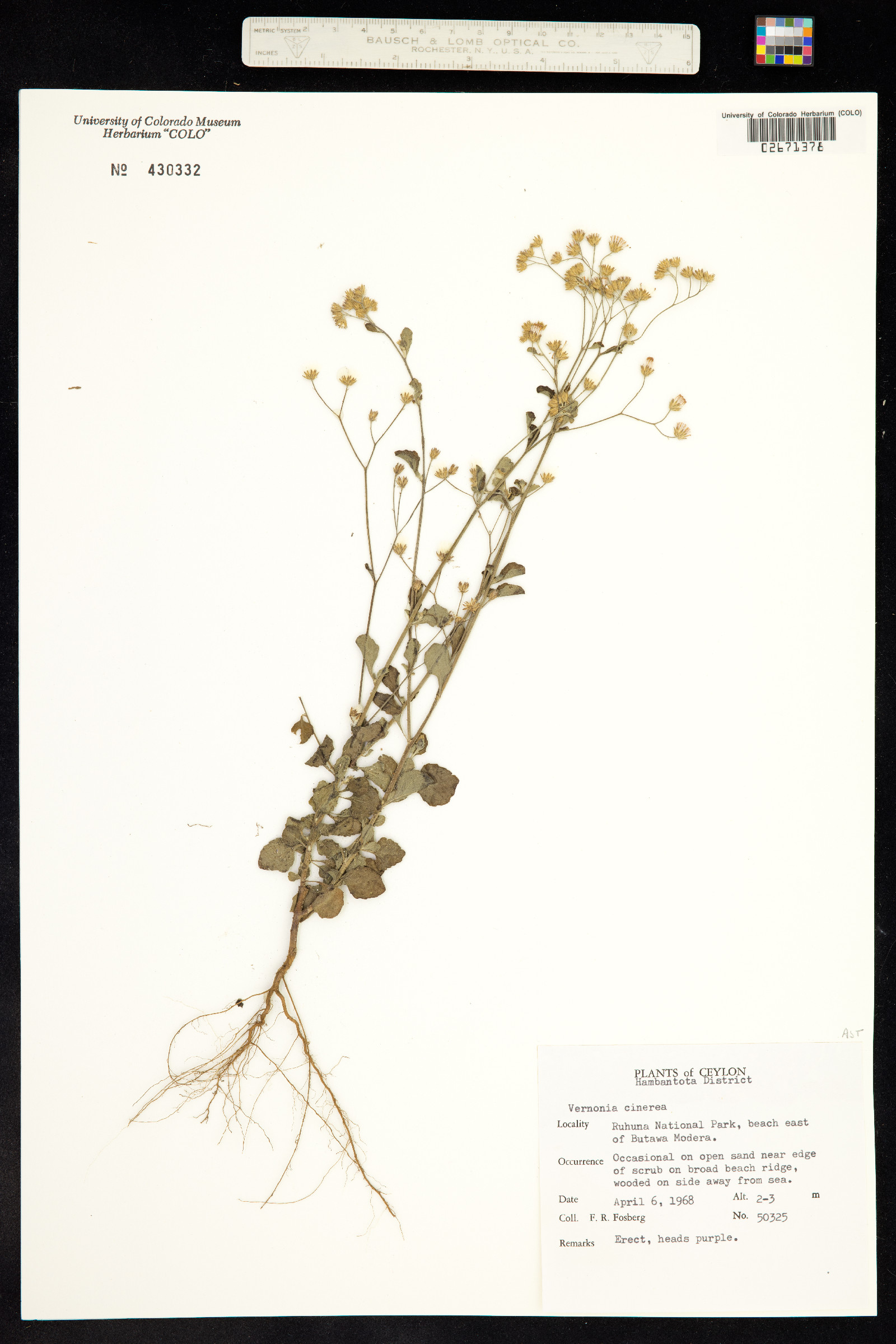 Vernonia cinerea image