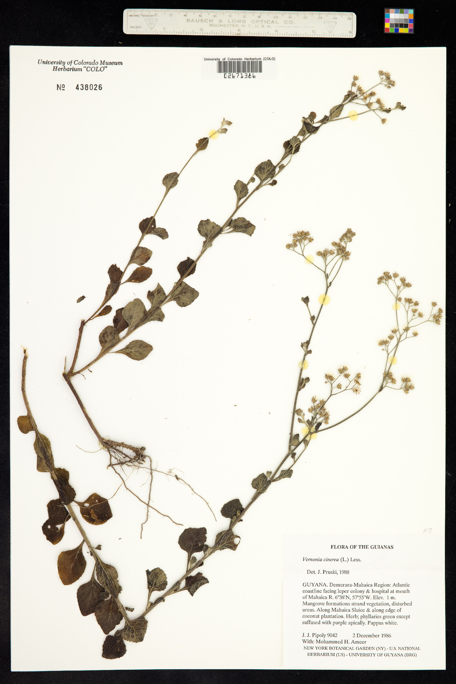 Vernonia cinerea image