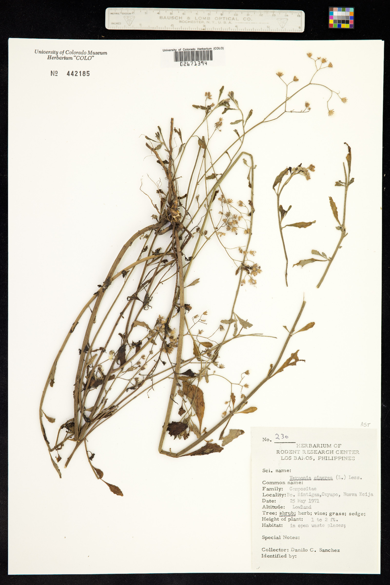 Vernonia cinerea image