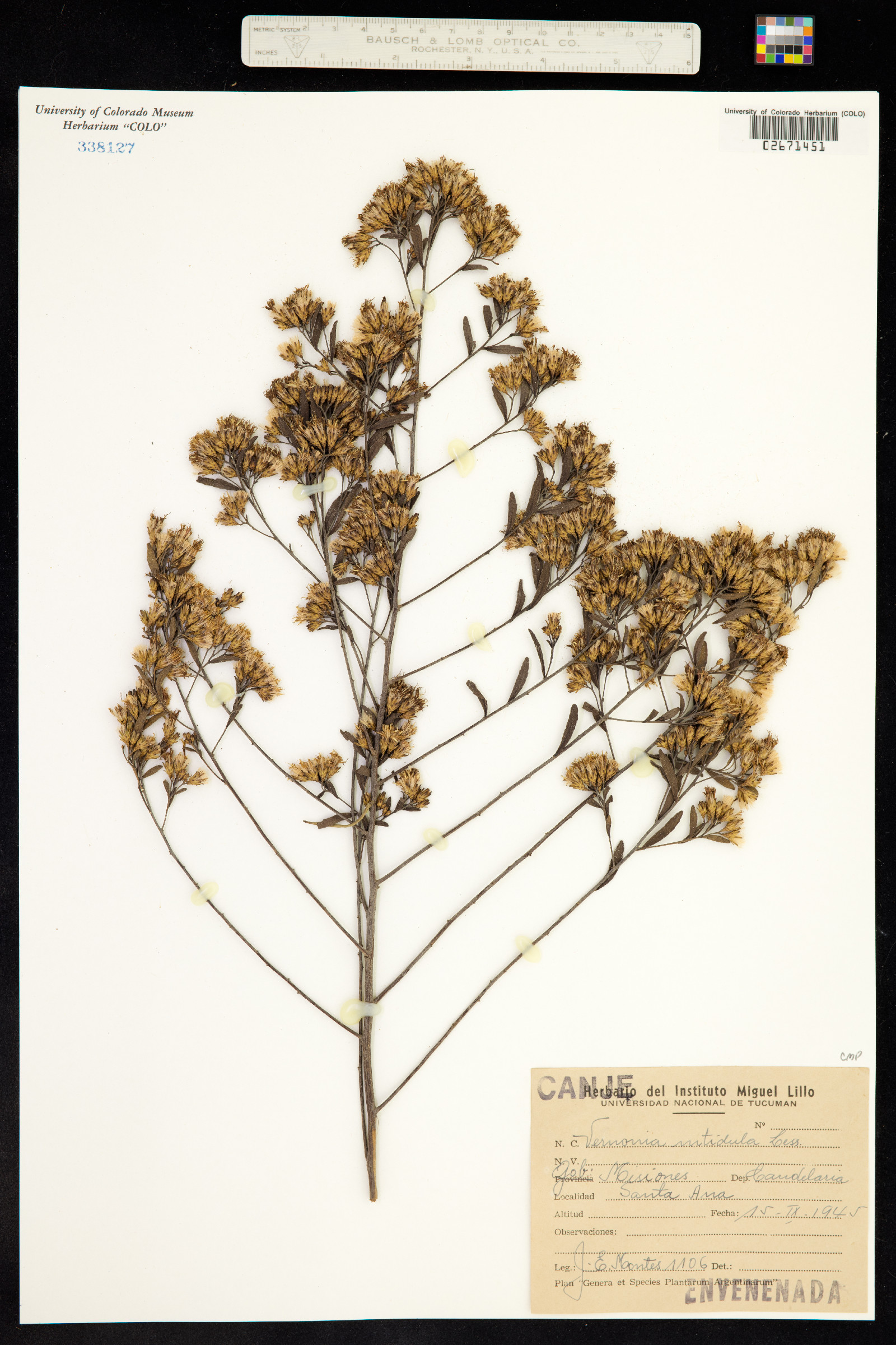 Vernonia nitidula image