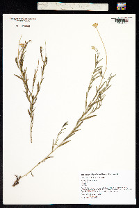 Vittadinia gracilis image