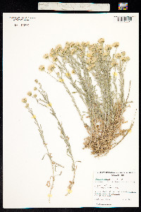 Vittadinia gracilis image