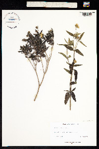 Wedelia lanceolata image