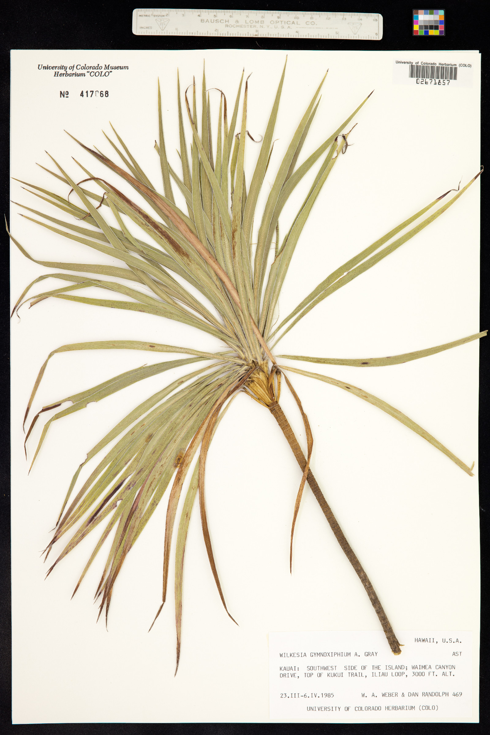 Wilkesia gymnoxiphium image