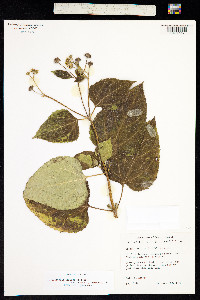 Image of Wedelia biflora