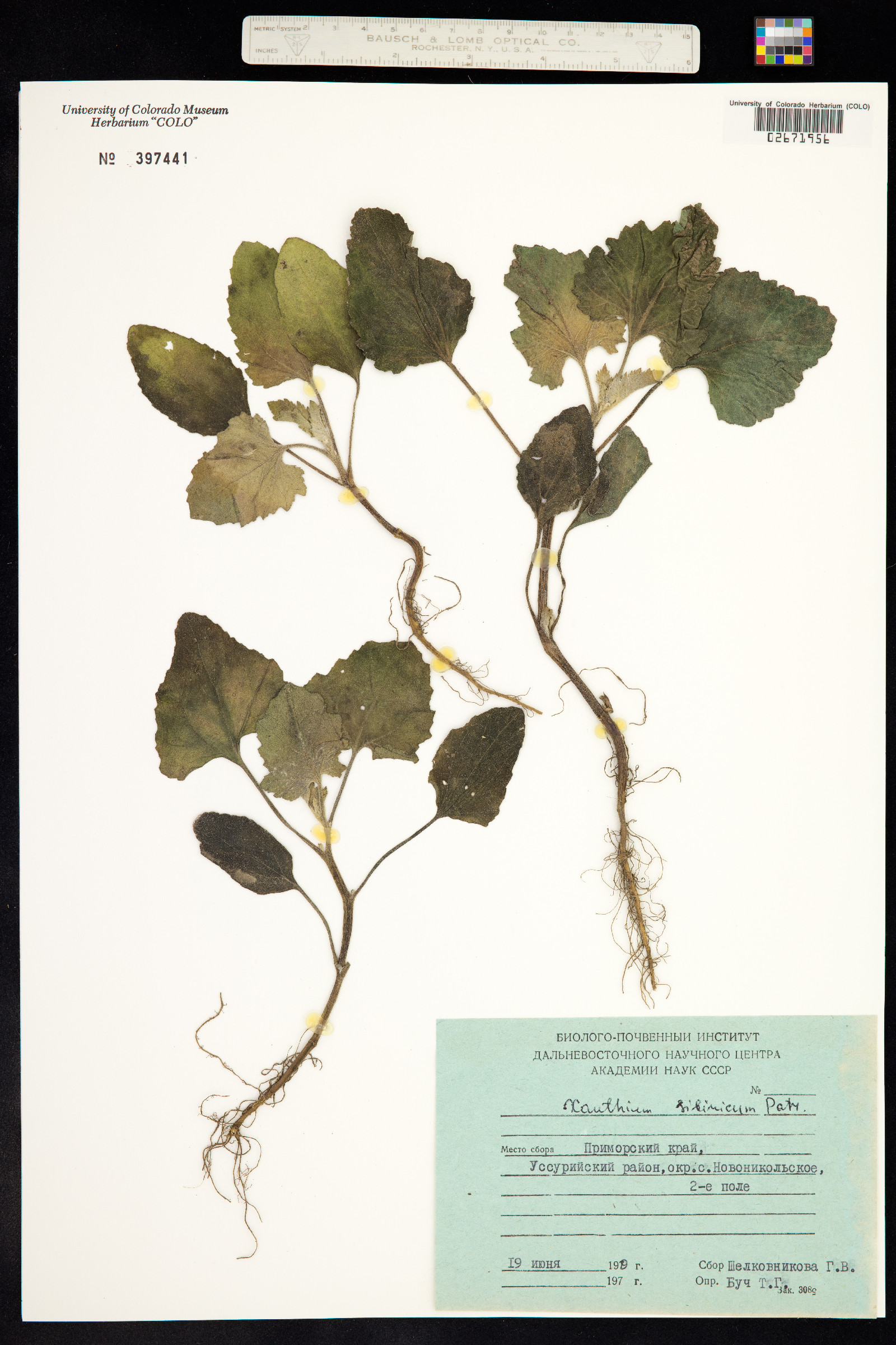 Xanthium strumarium subsp. sibiricum image
