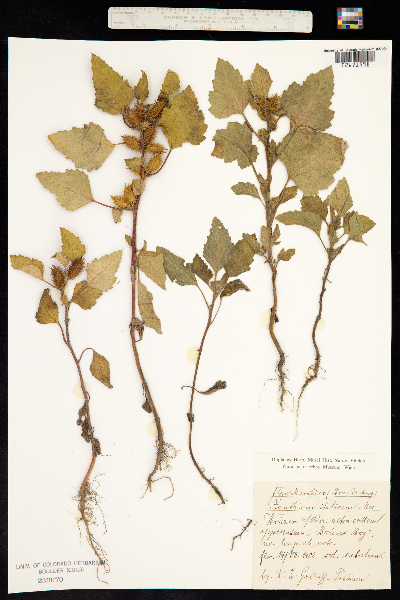 Xanthium strumarium image