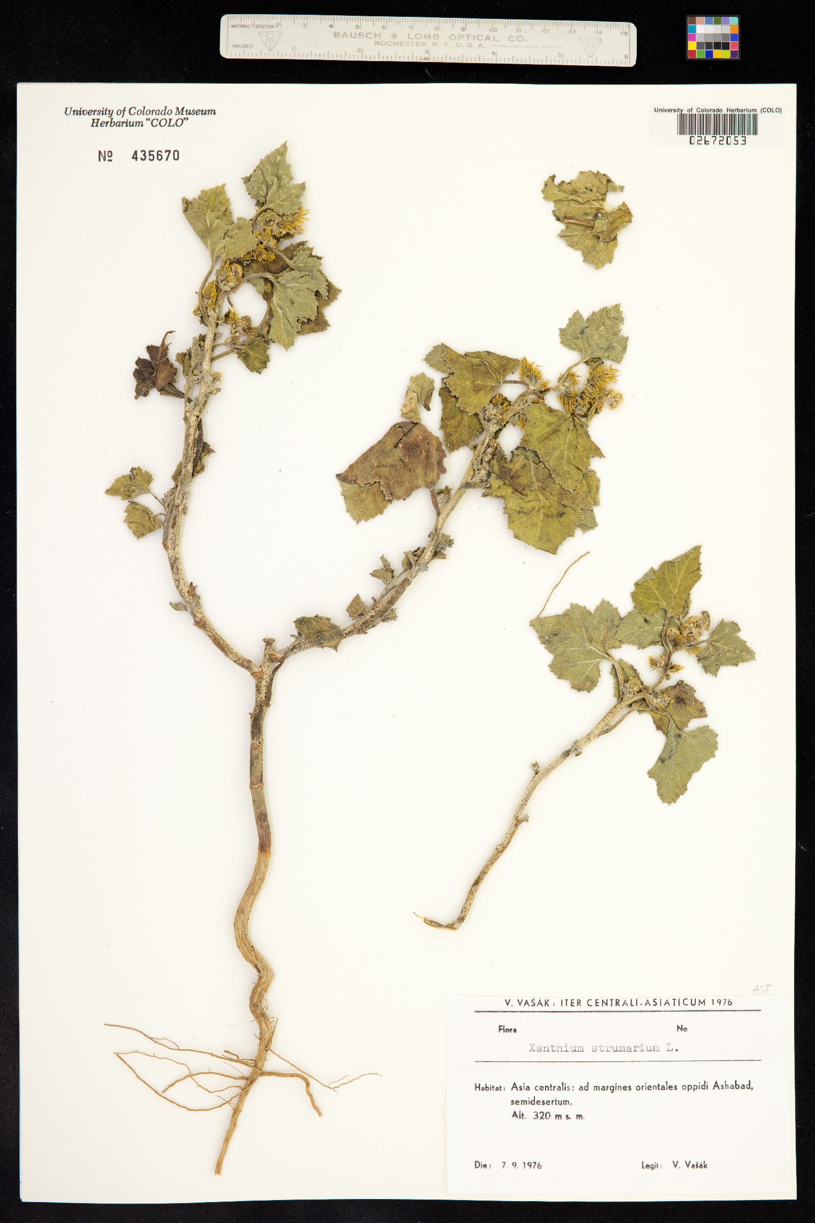 Xanthium strumarium image