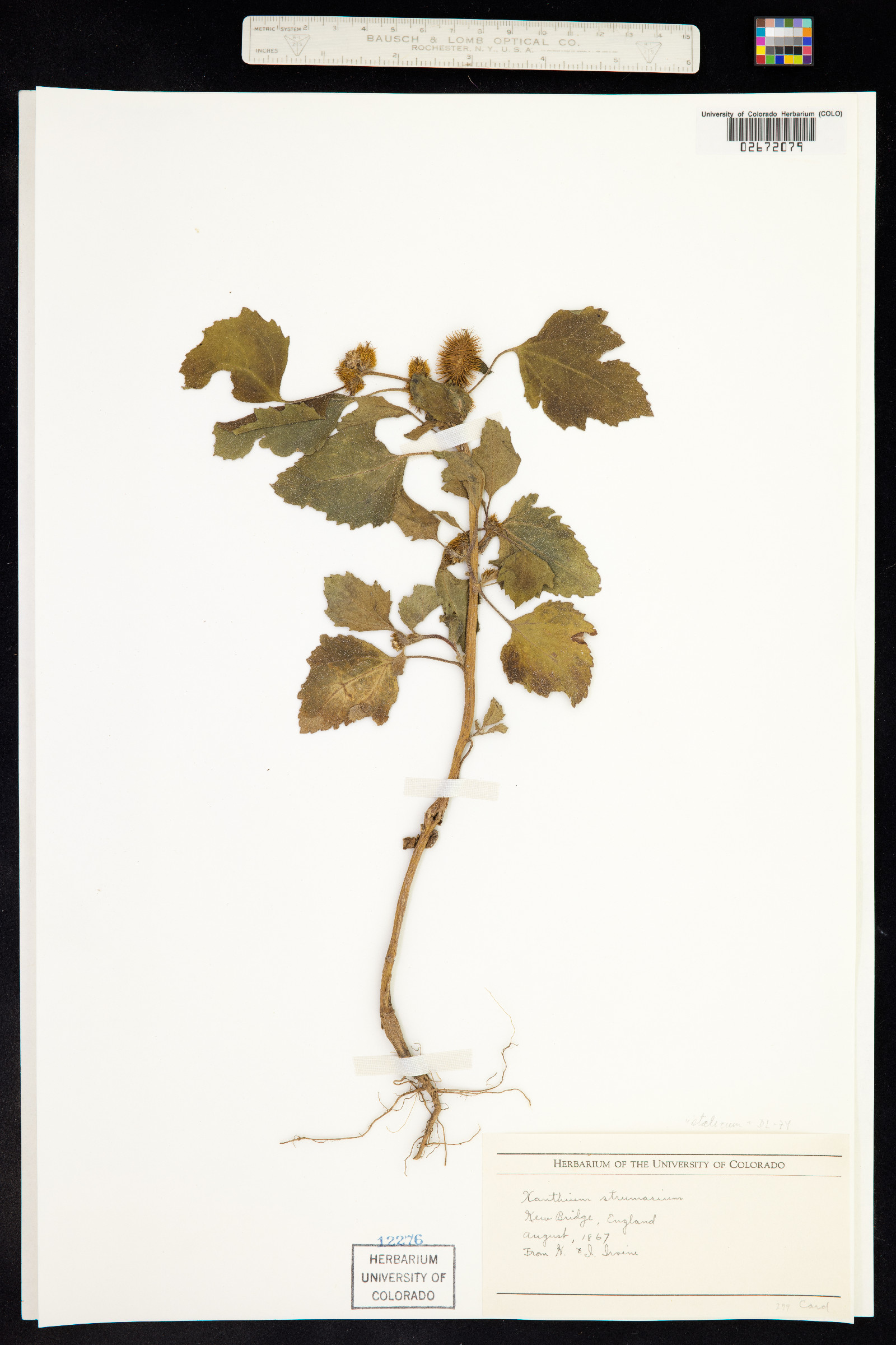 Xanthium strumarium image