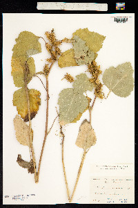 Image of Xanthium macrocarpum