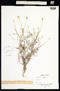 Xeranthemum cylindraceum image