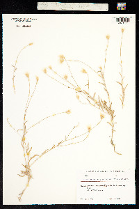Image of Xeranthemum longepapposum
