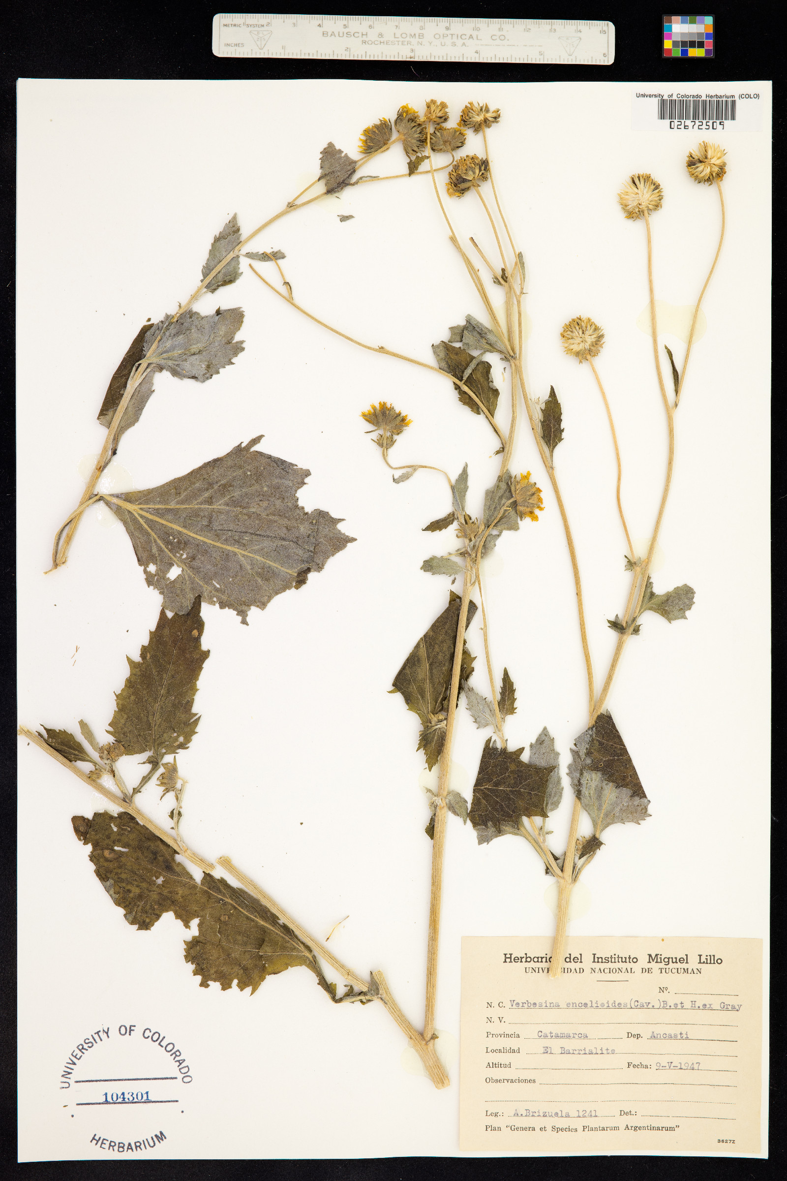 Ximenesia encelioides image