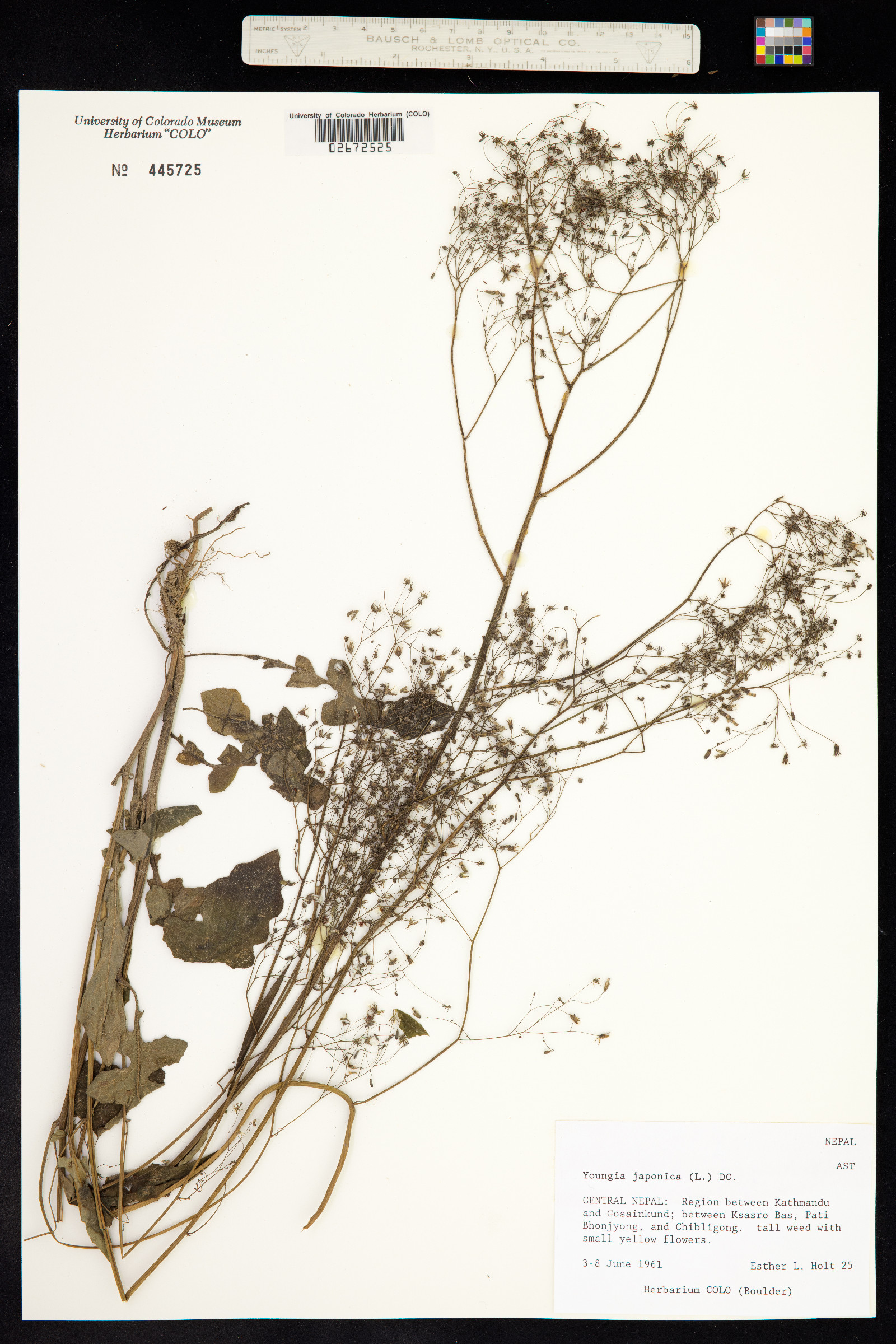 Youngia japonica image