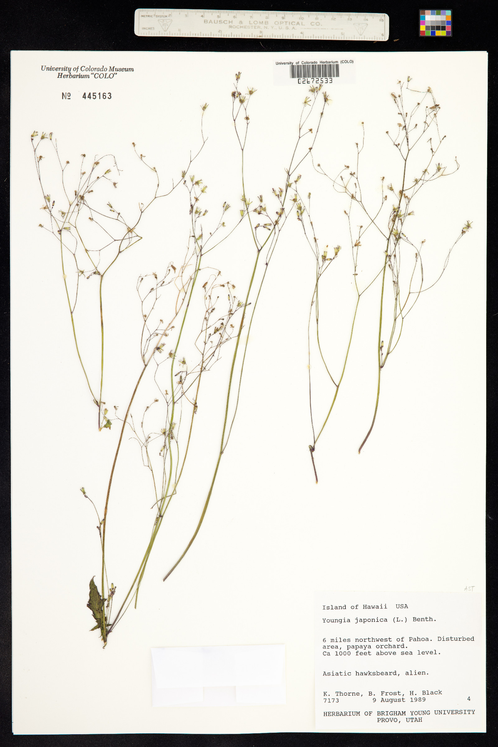 Youngia japonica image