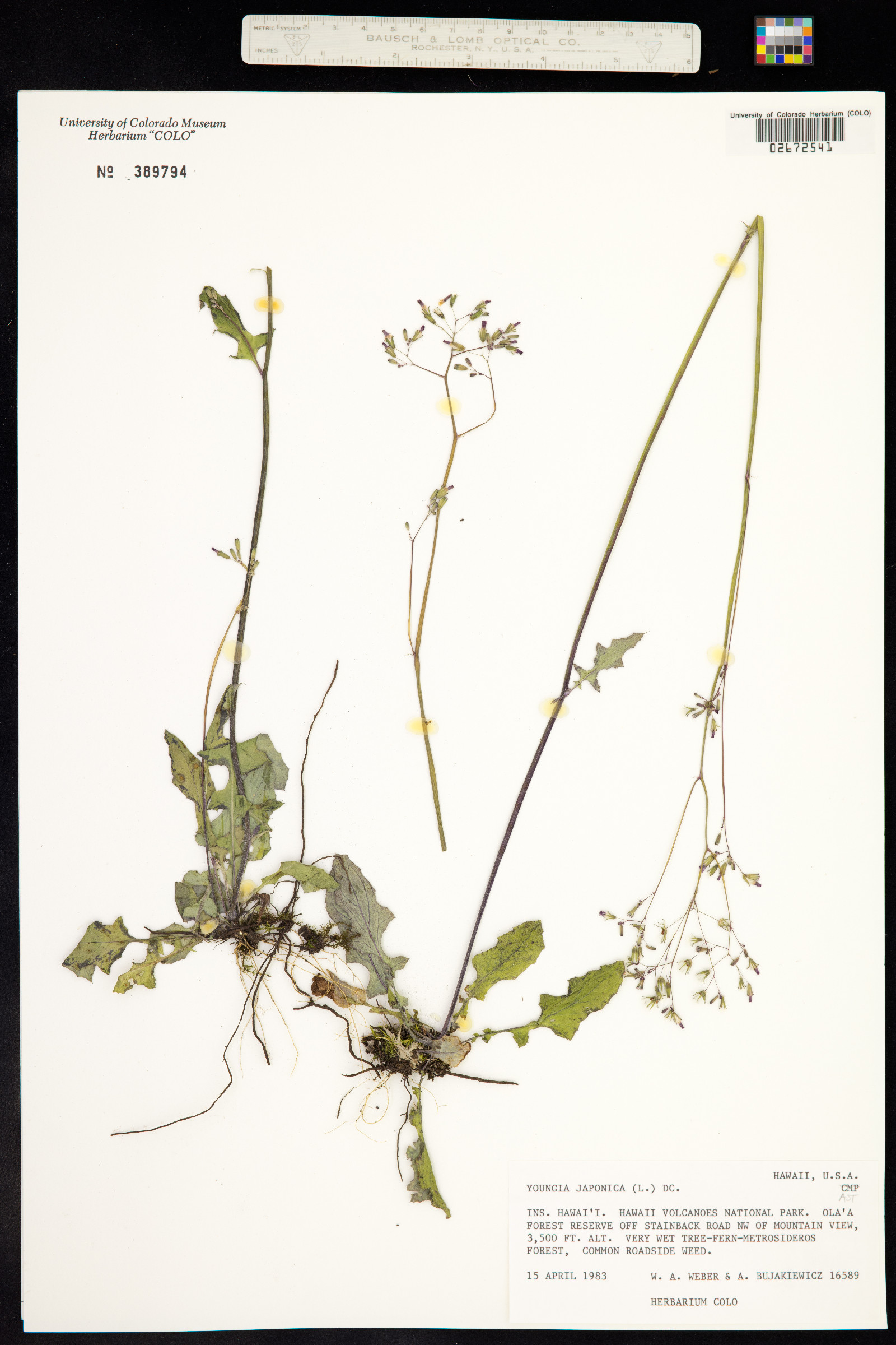 Youngia japonica image