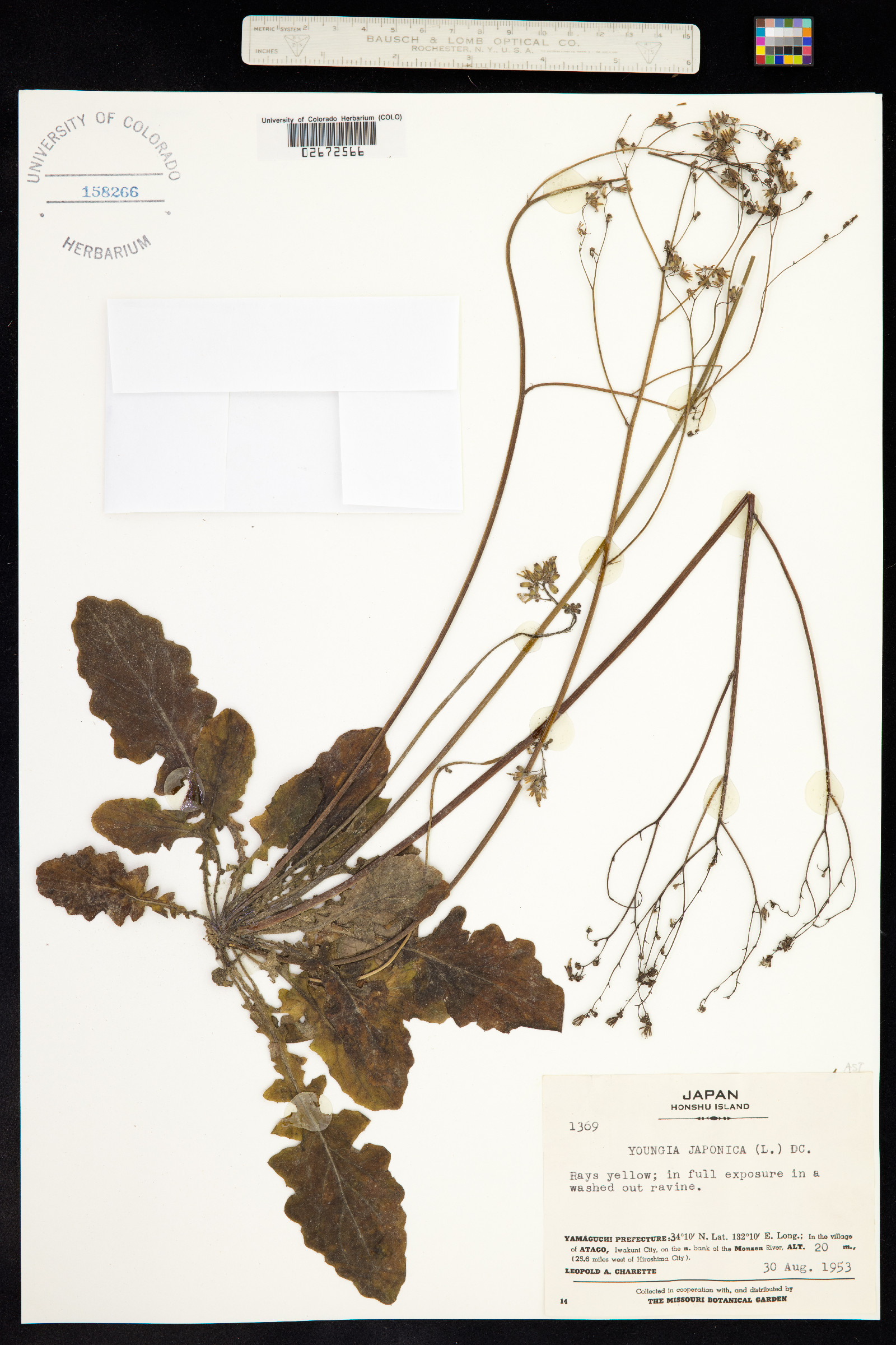 Youngia japonica image