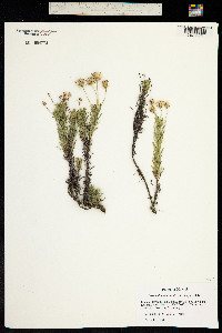 Tetramolopium humile image