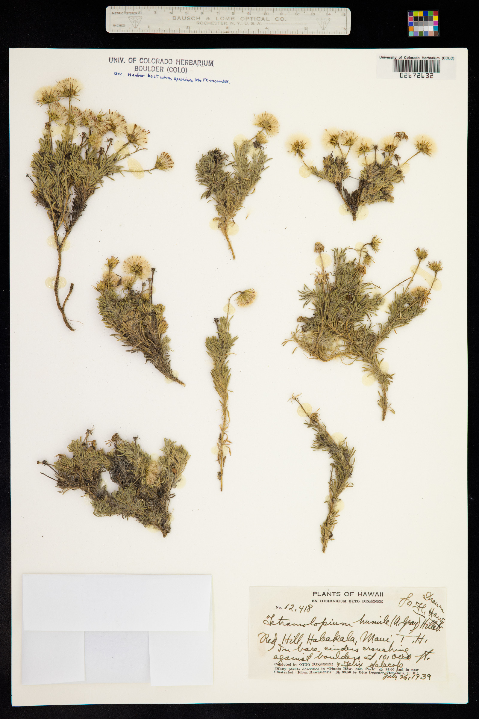 Tetramolopium humile image