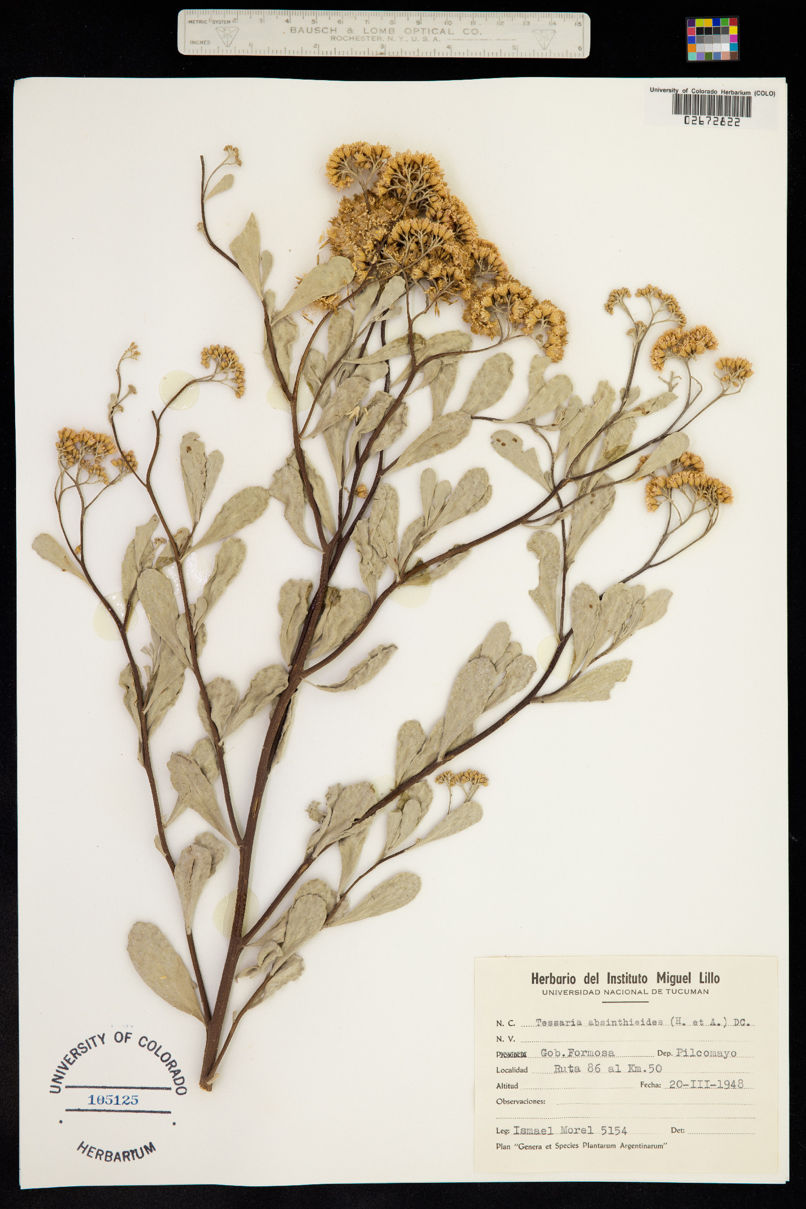 Tessaria absinthioides image