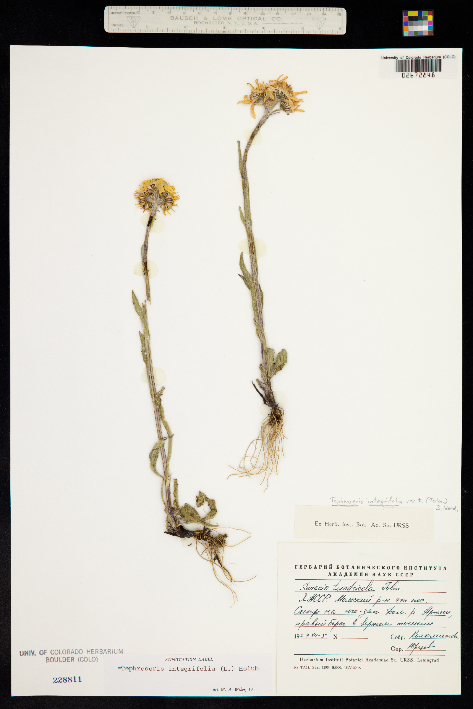 Tephroseris integrifolia image