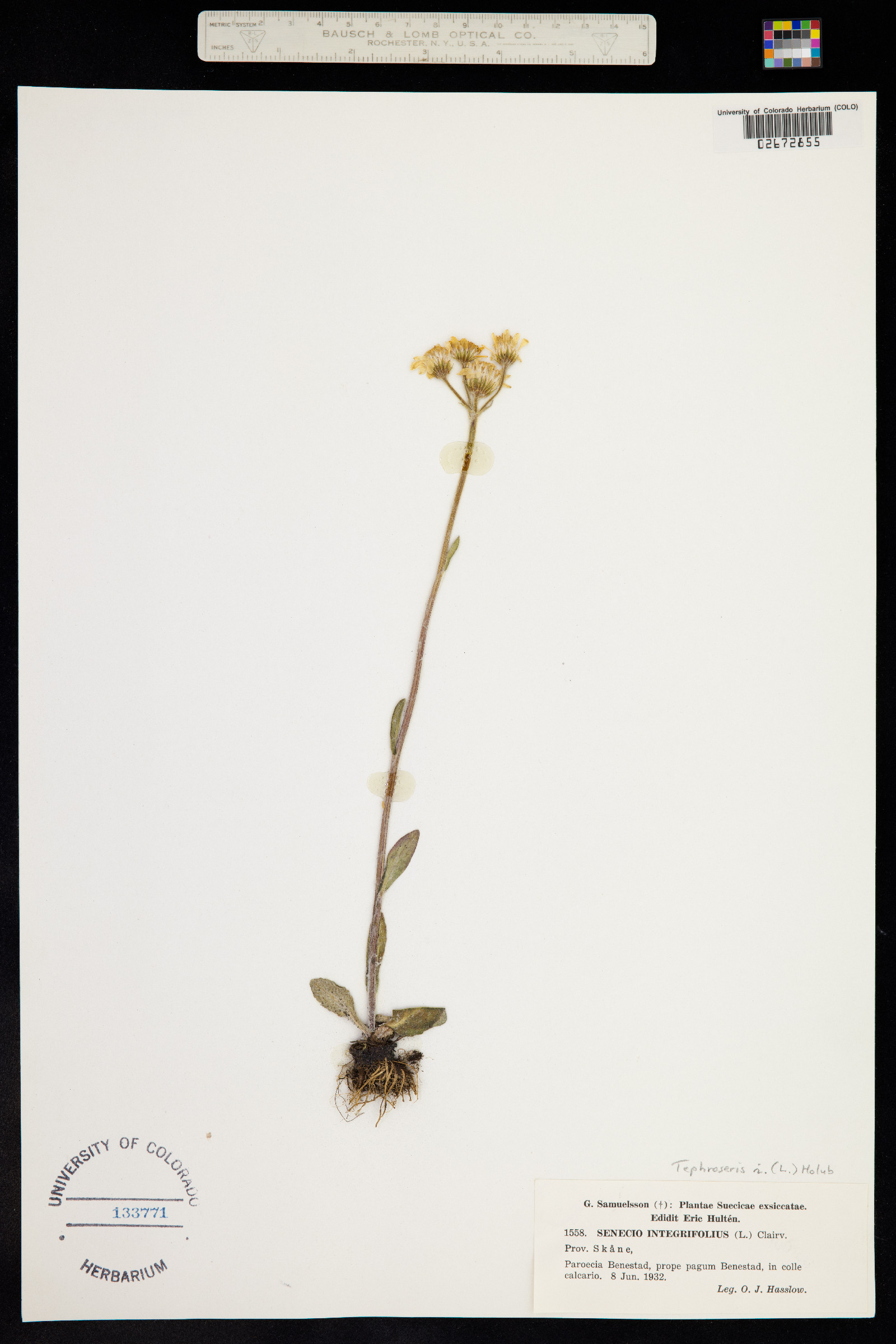 Tephroseris integrifolia image