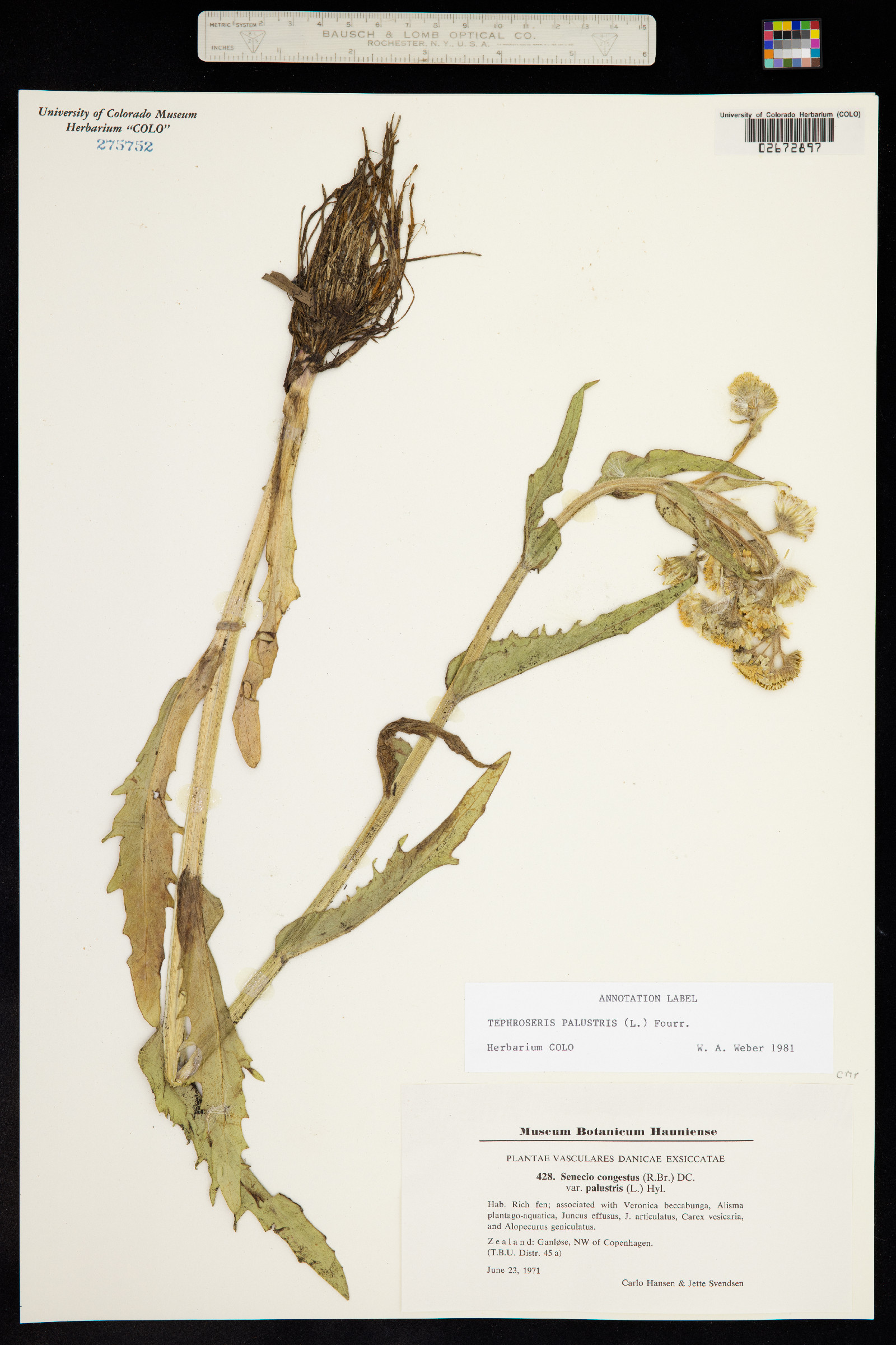 Tephroseris palustris image