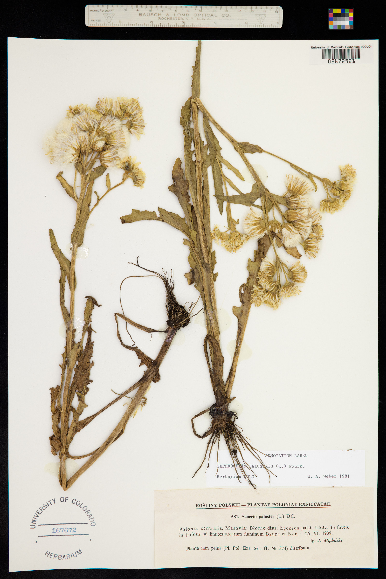 Tephroseris palustris image