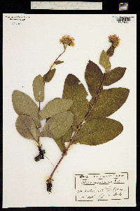 Buphthalmum speciosissimum image