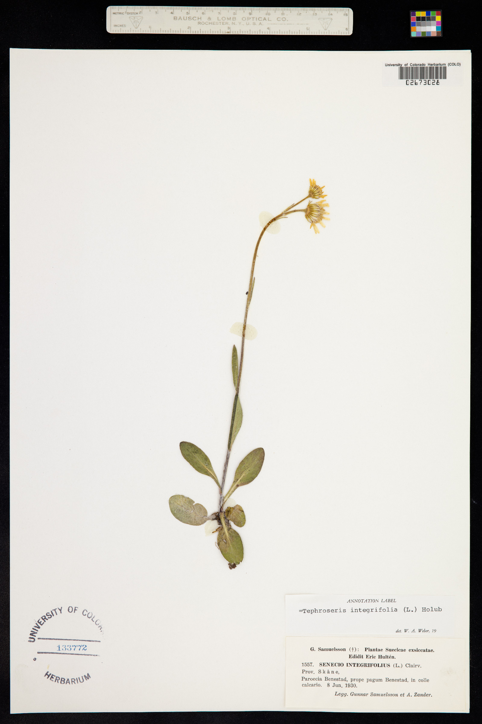 Tephroseris integrifolia image
