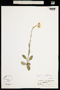 Image of Tephroseris integrifolia